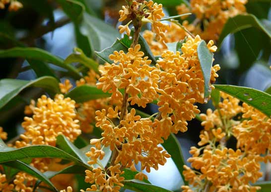 秋のかおり キンモクセイ 花やのはな菜